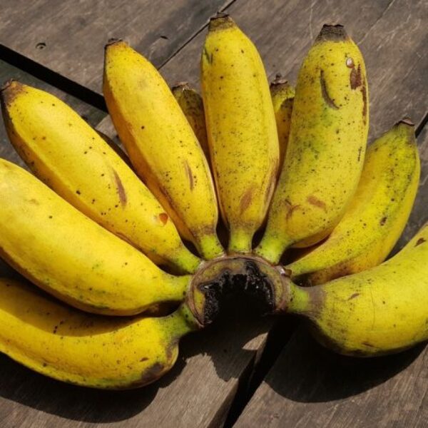 Pisang Ambon